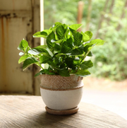 Cement Rope Planter, LG - [Home_Williams]